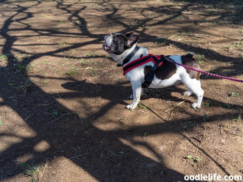 a French Bulldog barks