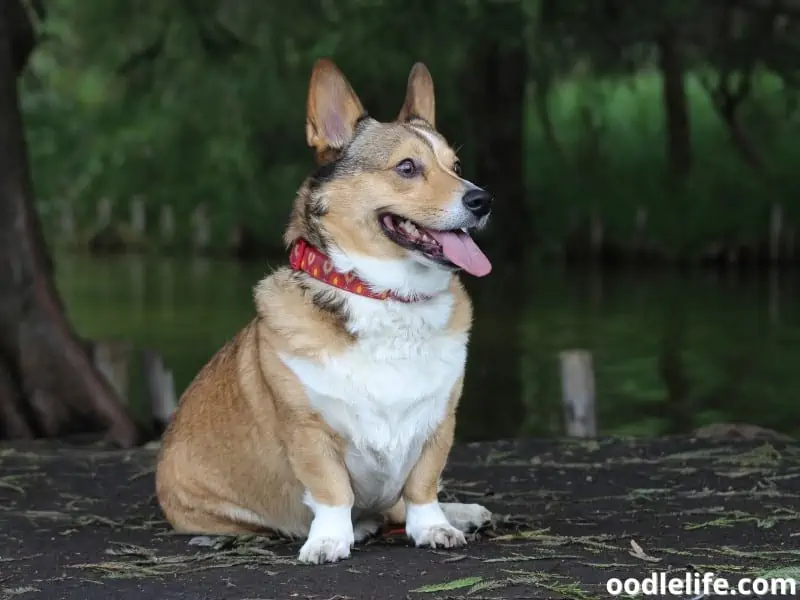 a Pembroke Welsh Corgi