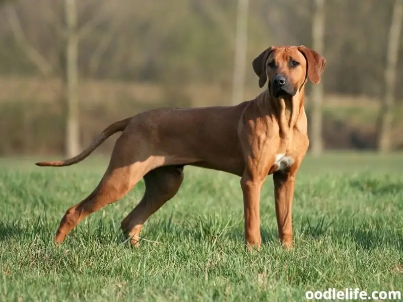 a Rhodesian Ridgeback standing