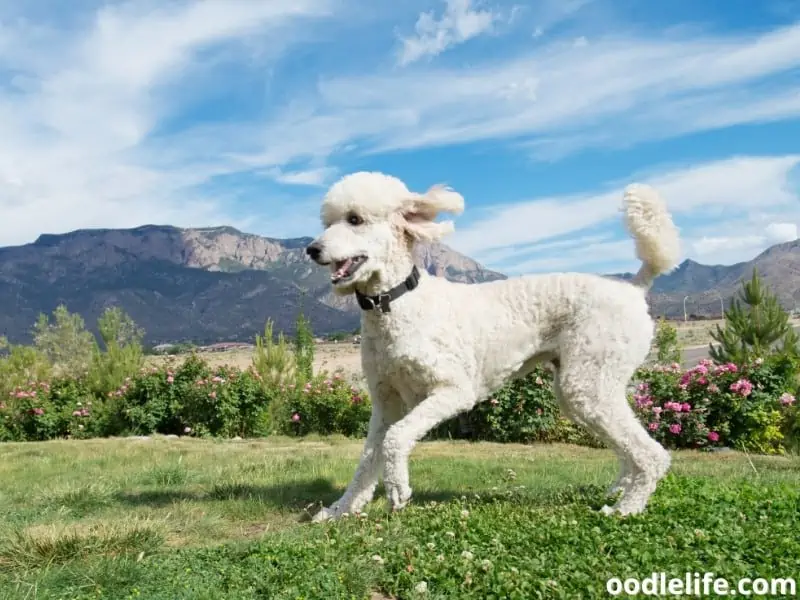 a Standard Poodle runs