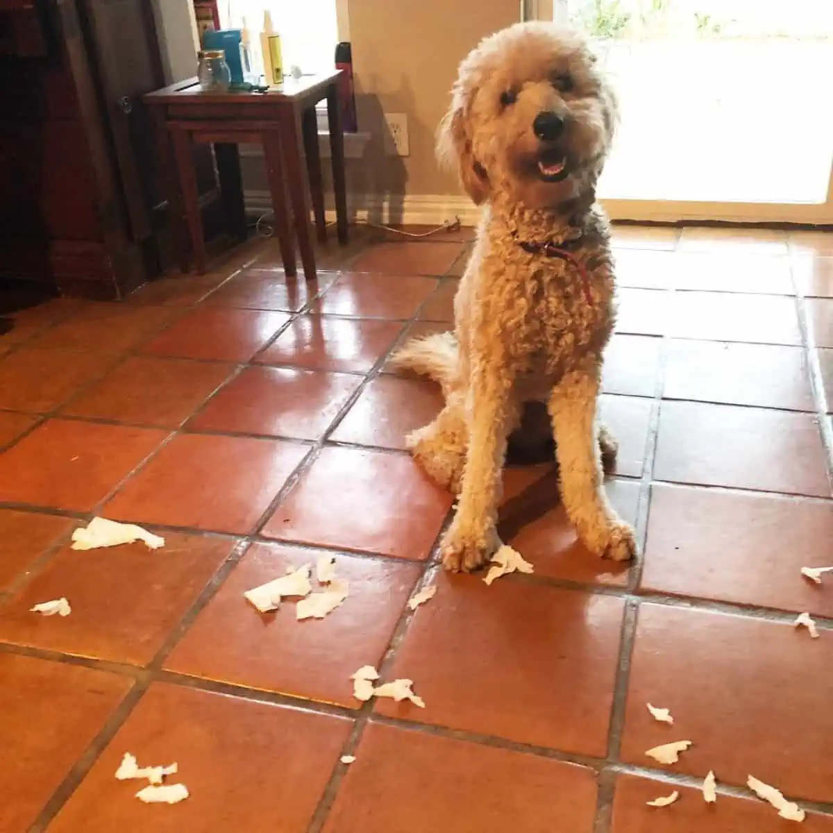 acting Goldendoodle on chewed paper