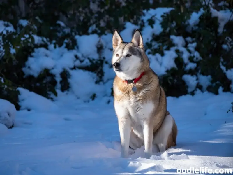 Alaskan Husky during winter