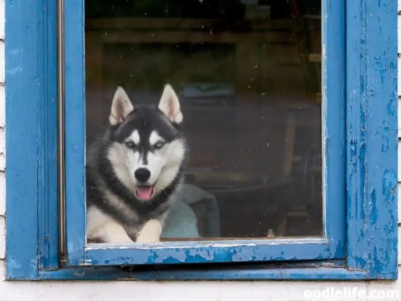 Alaskan Husky inside house