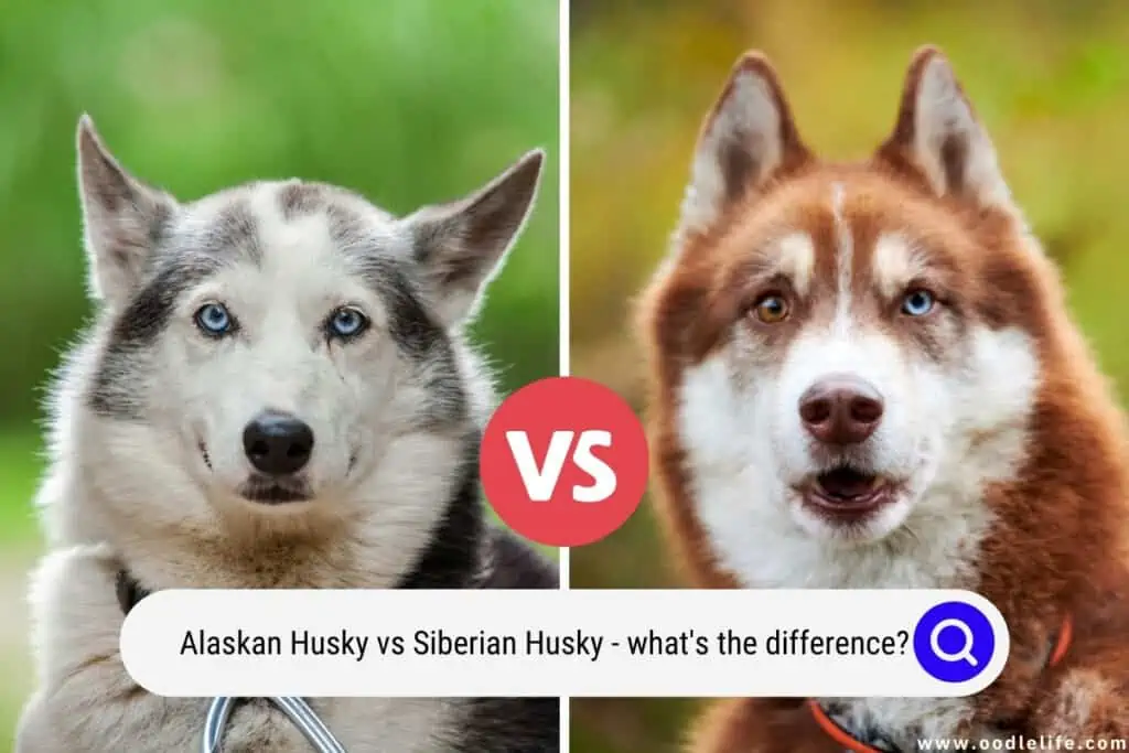 Alaskan Husky vs Siberian Husky