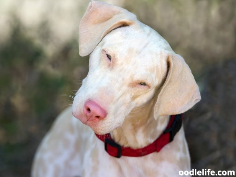 albino dog looks curious