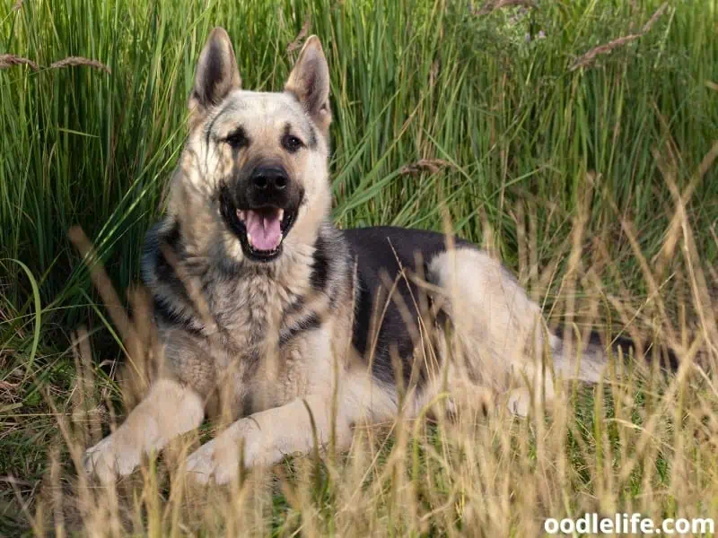 American Alsatian on grass