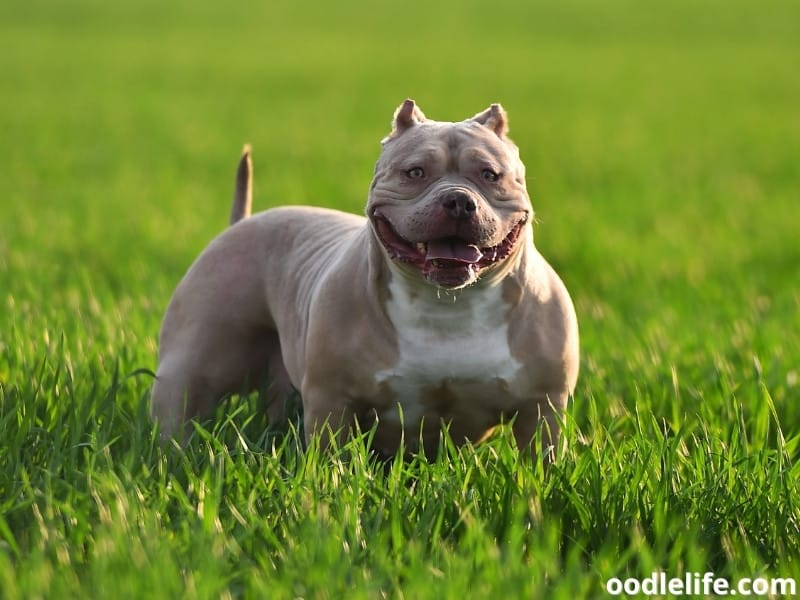 American Bully on grass