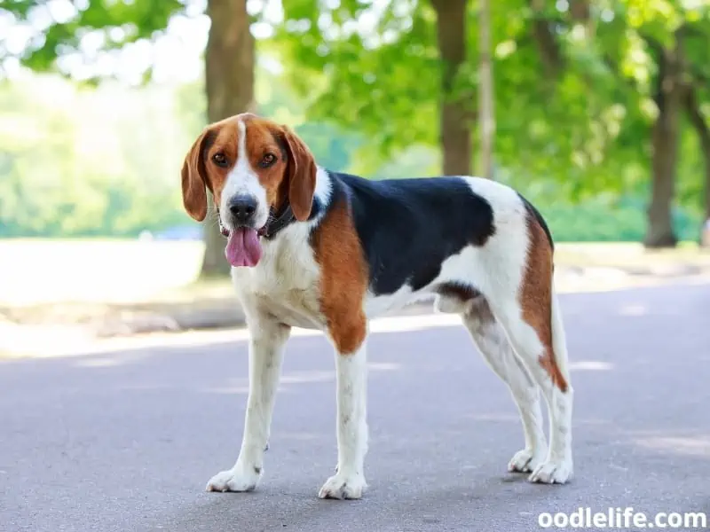 American Foxhound