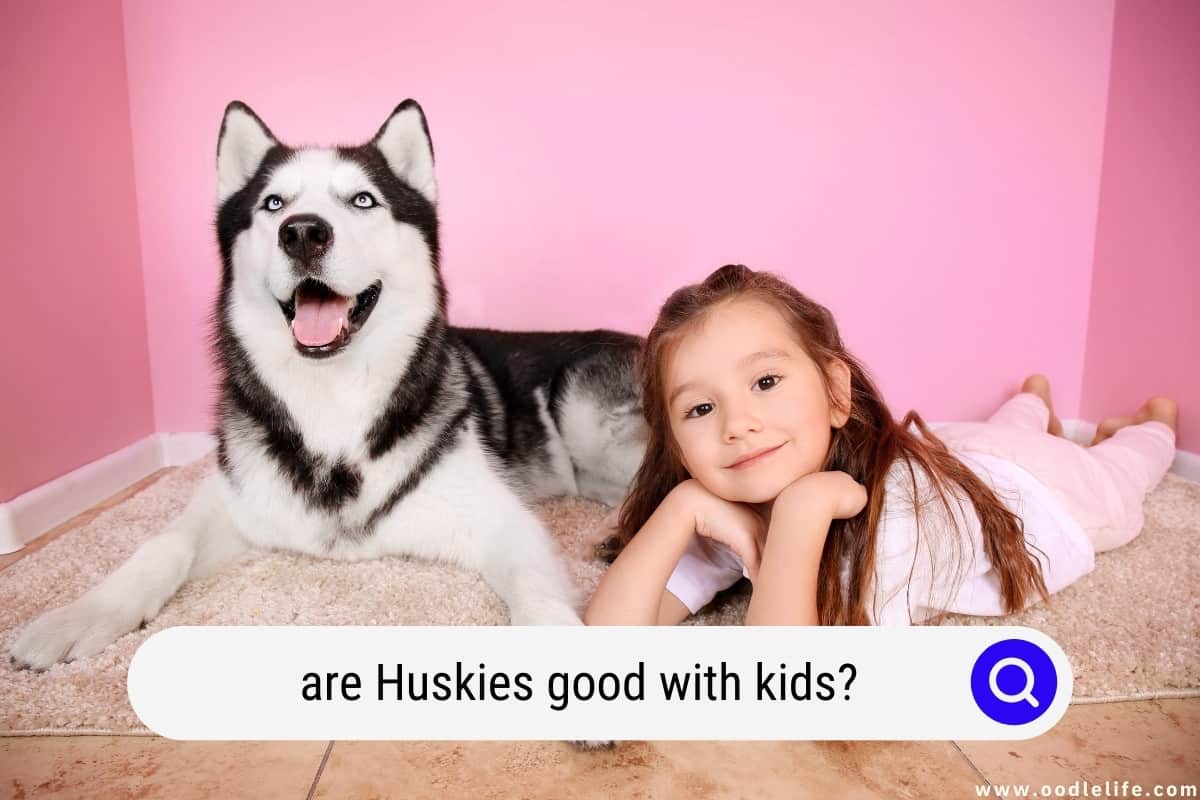 Are Huskies Good With Kids? [Tips For Huskies And Children] OodleLife®