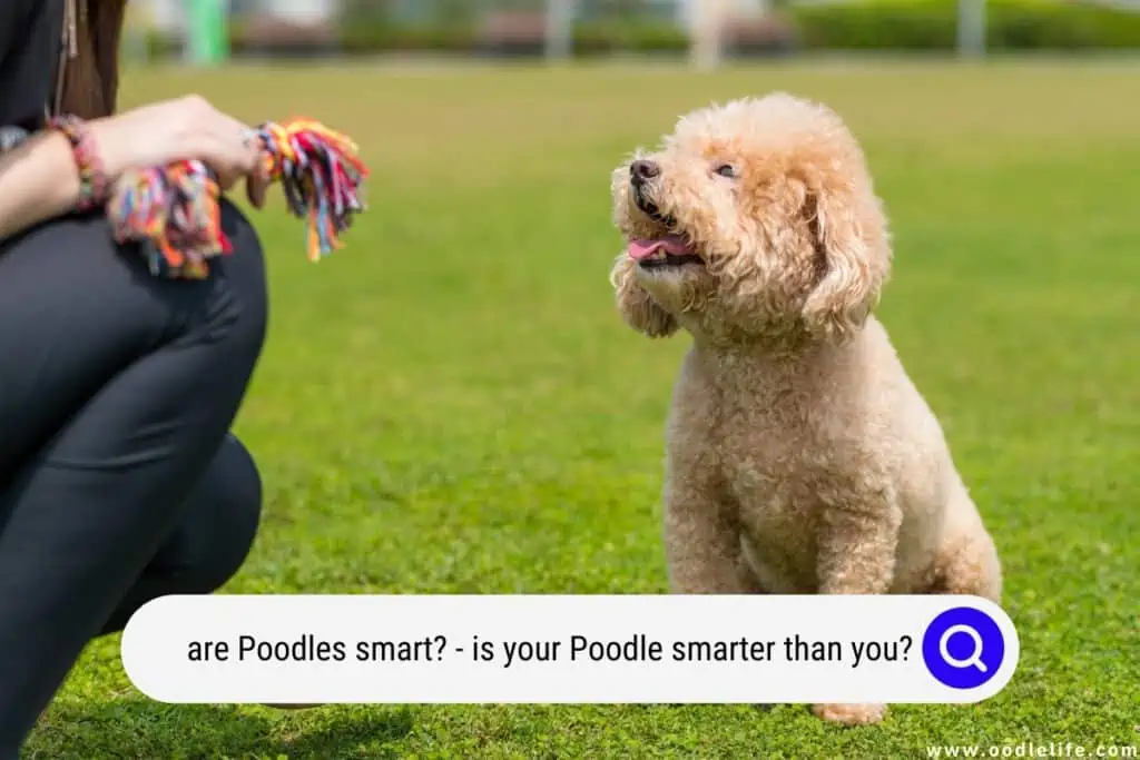 are Poodles smart