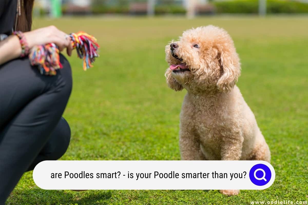 are poodles as smart as rhodesian ridgebacks