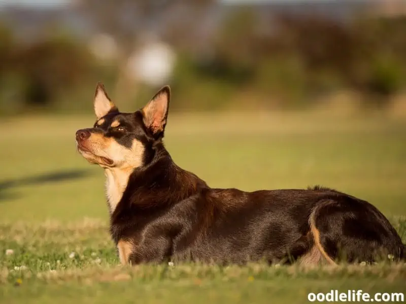 Australian Kelpie laying down