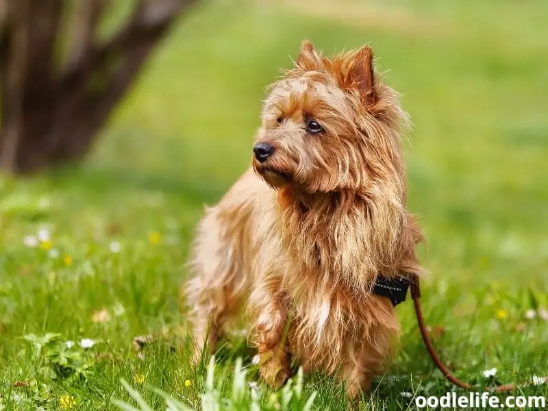 Australian Terrier with a leash