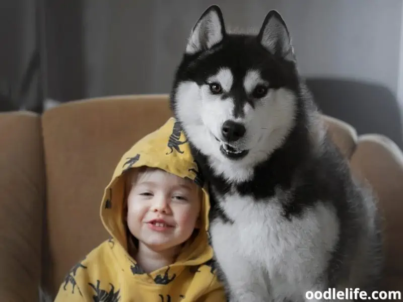 baby girl and Husky