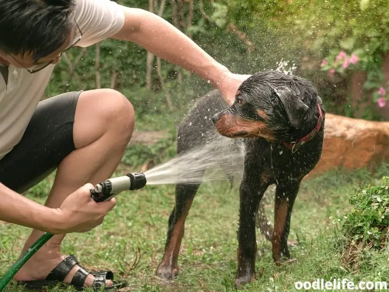 bathing a rottweiler outdoors