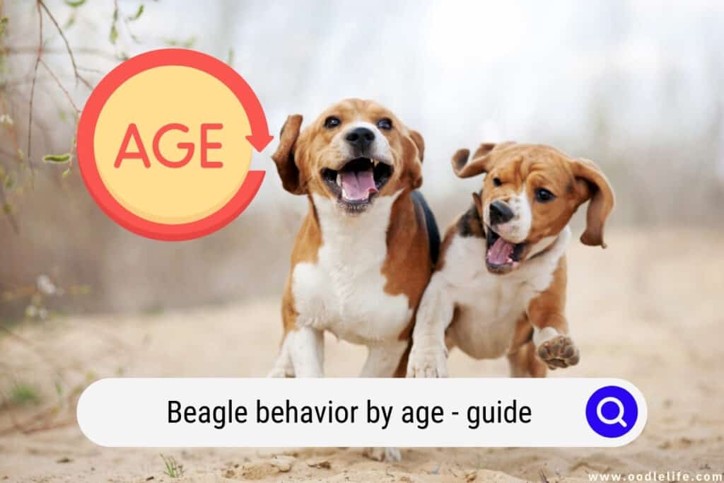 Beagle behavior by age
