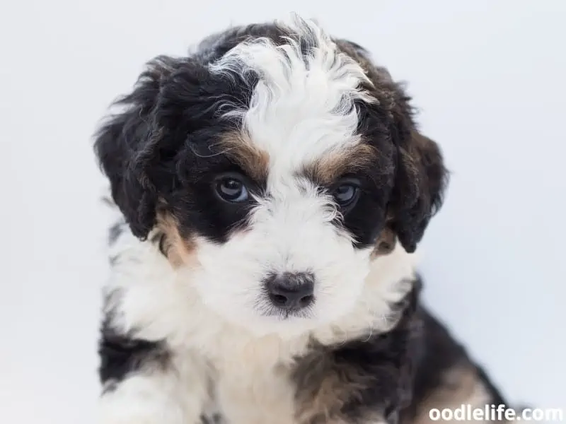 Bernedoodle puppy white background