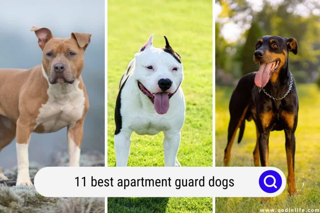 best apartment guard dogs