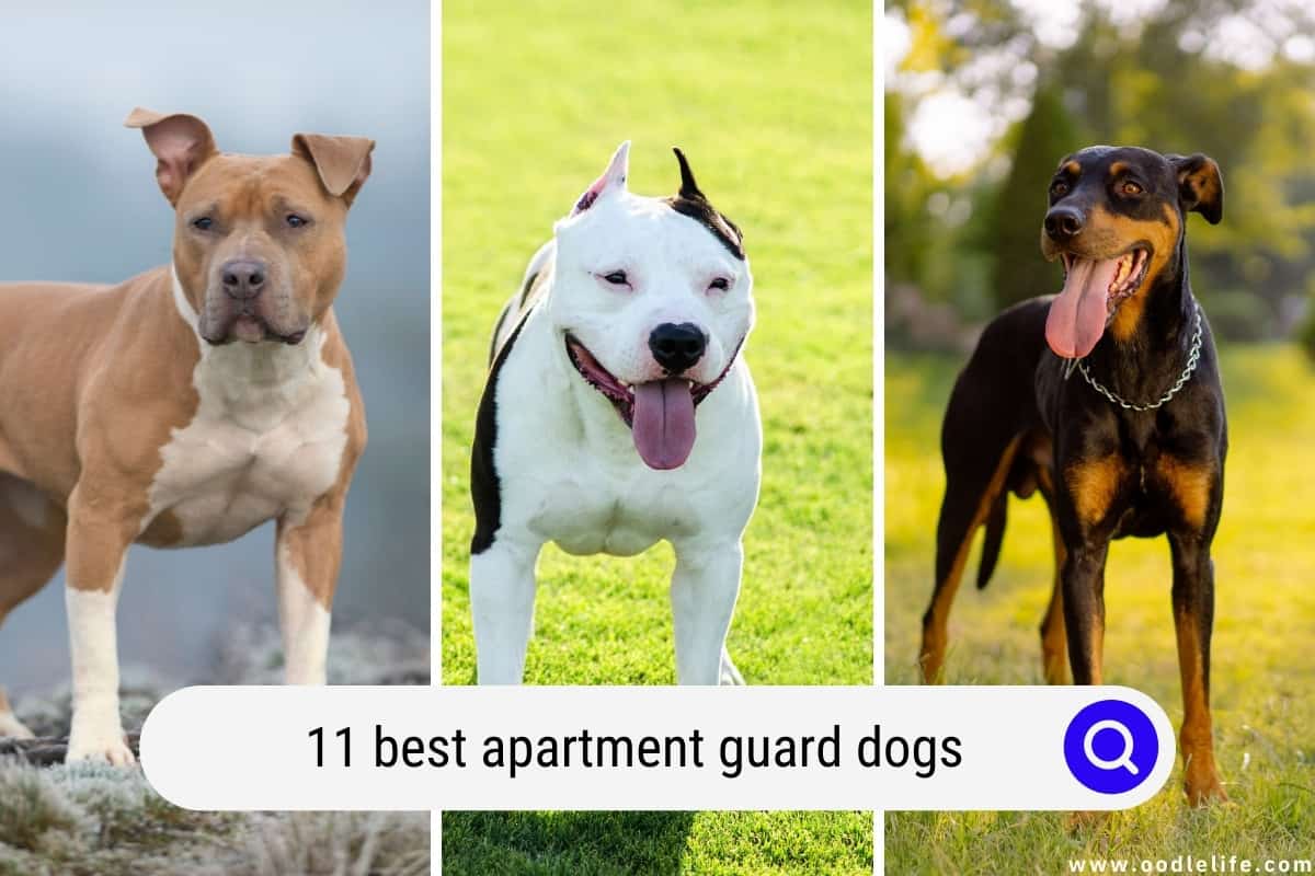 how to train a guard dog at home