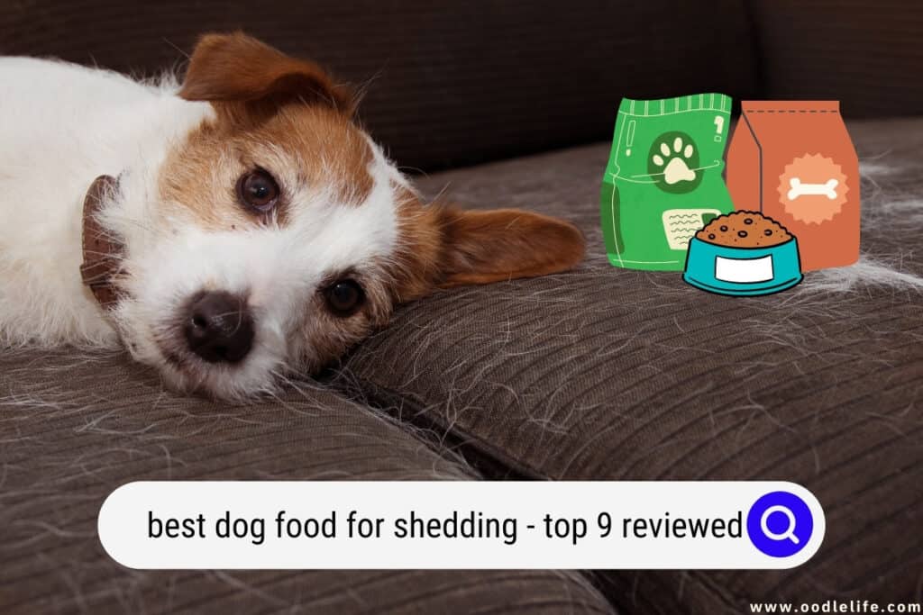 best dog food for shedding