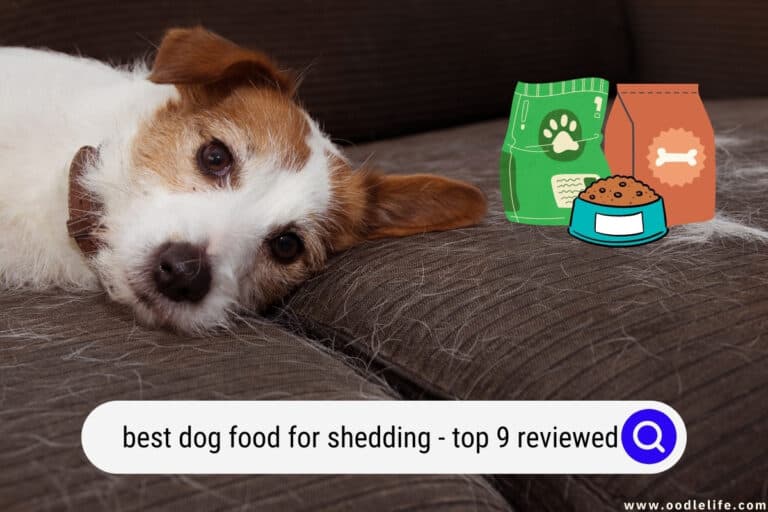 Best Dog Food for Shedding (2022) – Top 9 Reviewed