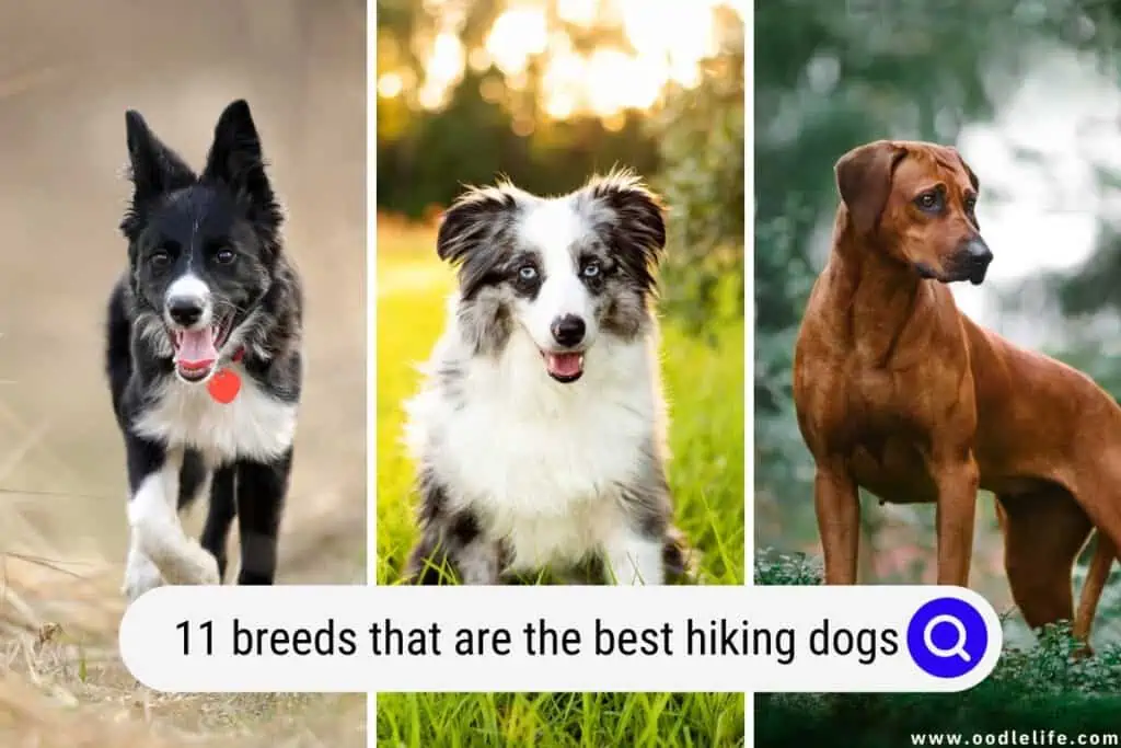 best hiking dogs