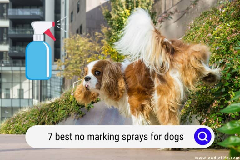 7 Best No Marking Sprays for Dogs (2022)