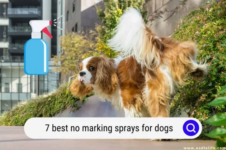 7 Best No Marking Sprays for Dogs (2024)