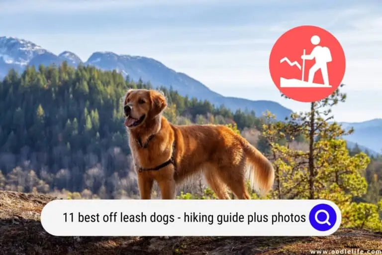 11 Best Off Leash Dogs (Hiking Guide + Photos)