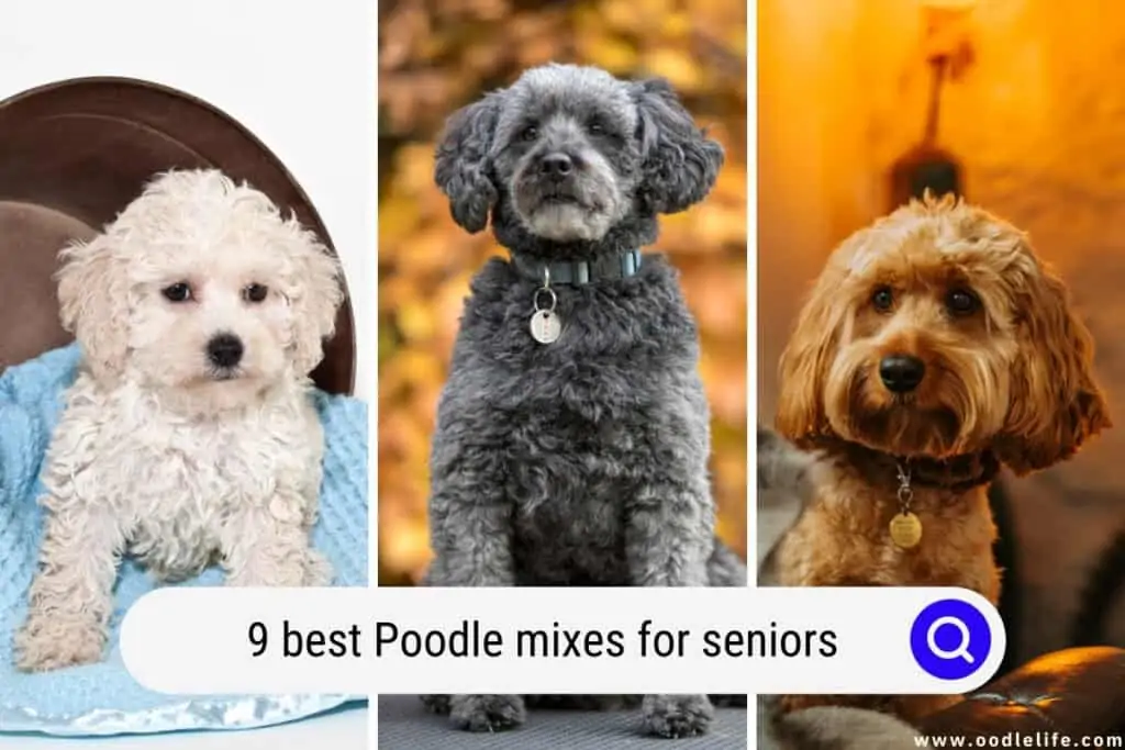 best Poodle mixes for seniors