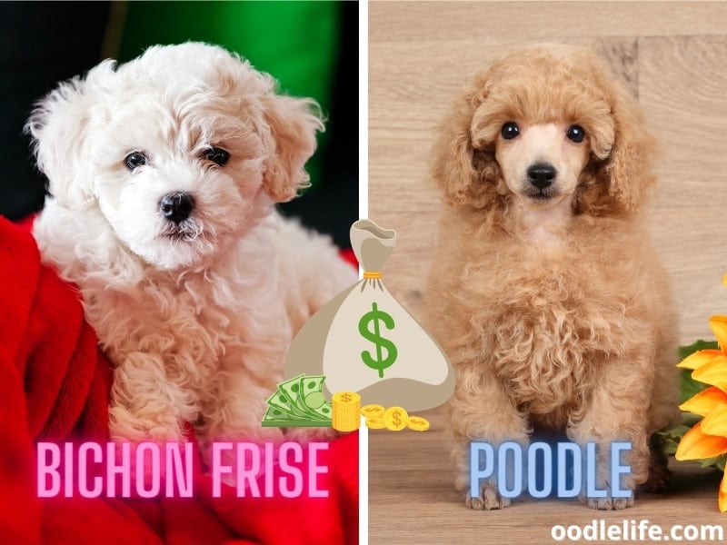 Bichon Frise and Poodle cost