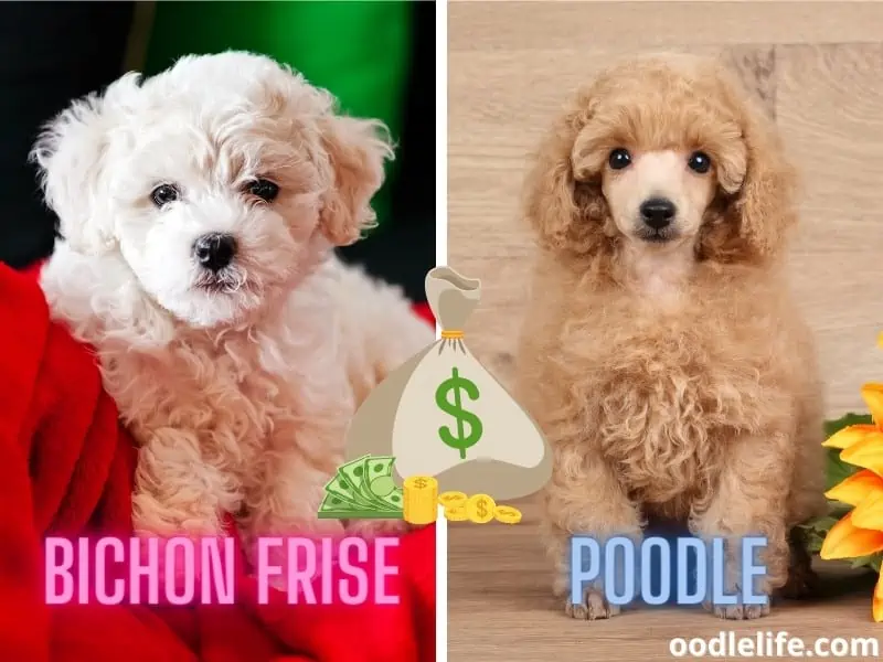 Bichon Frise and Poodle cost