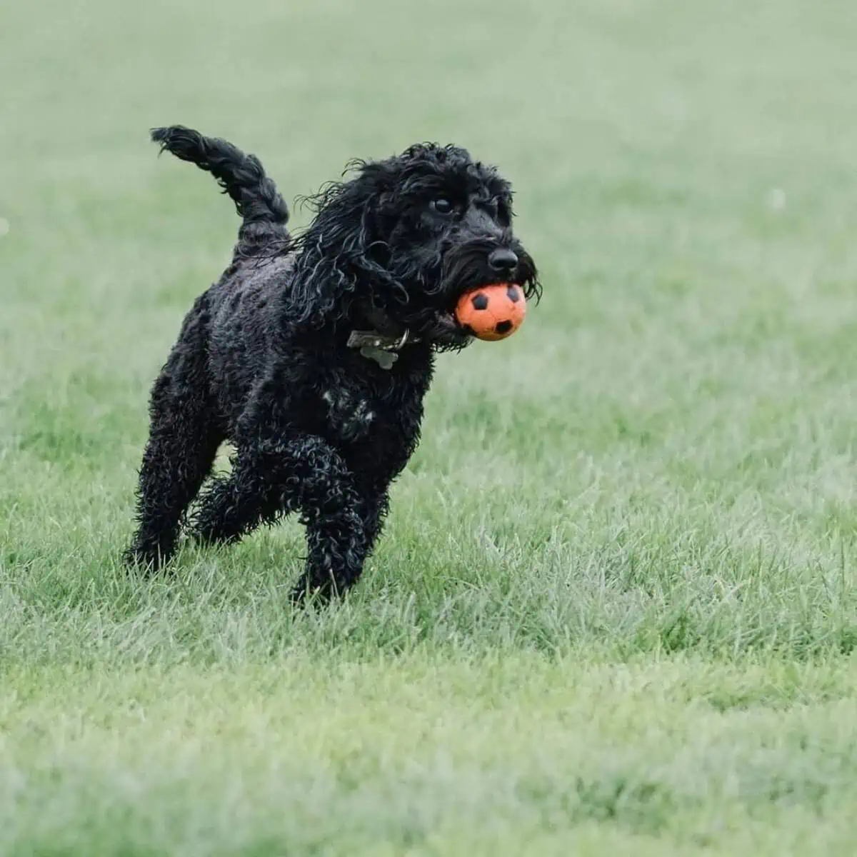 black Cockapoo with ball runs