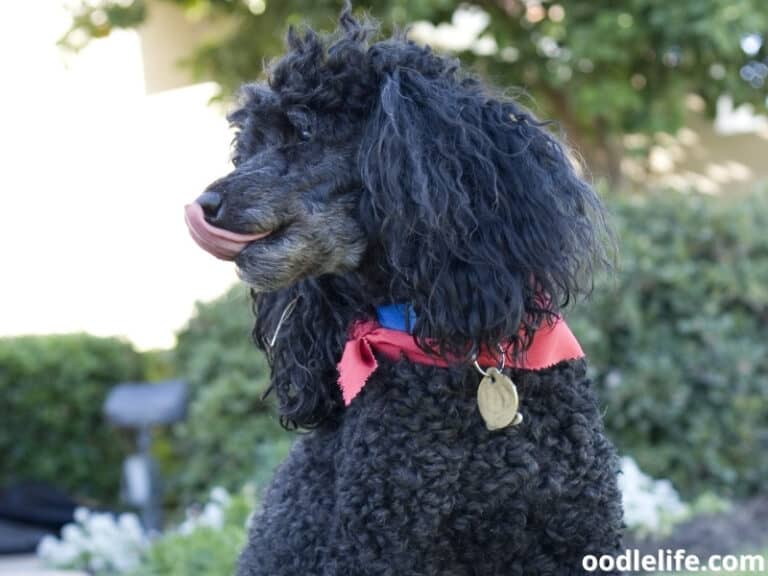 Why Do Poodles Lick So Much? Oodle Life