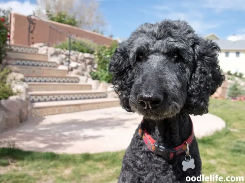 black Royal Standard Poodle