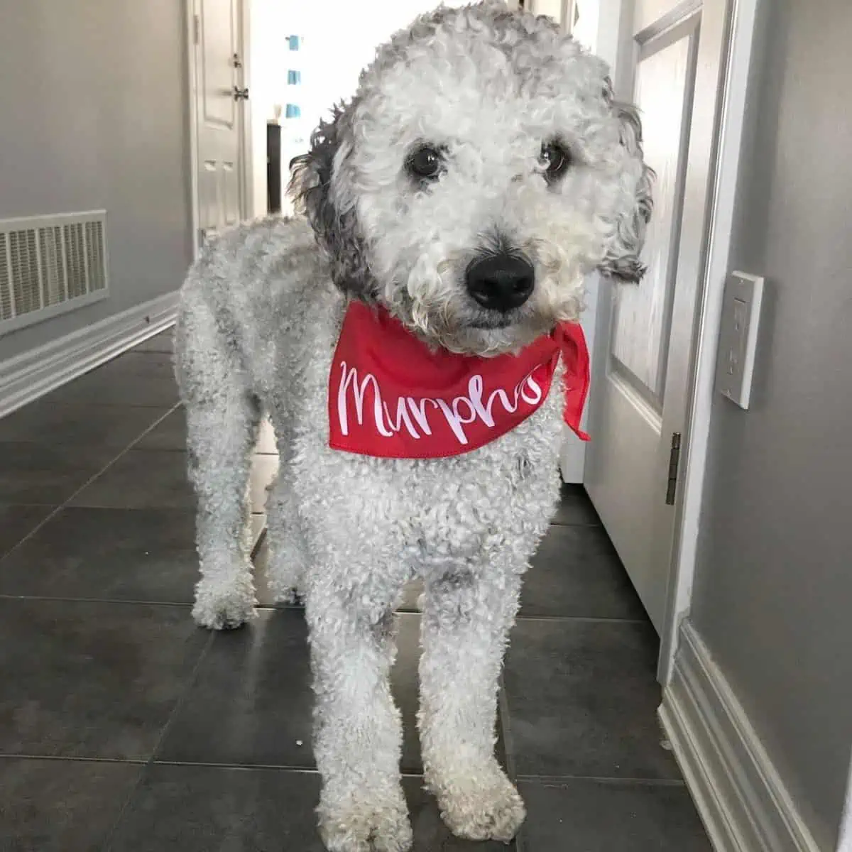 blue merle Labradoodle standing