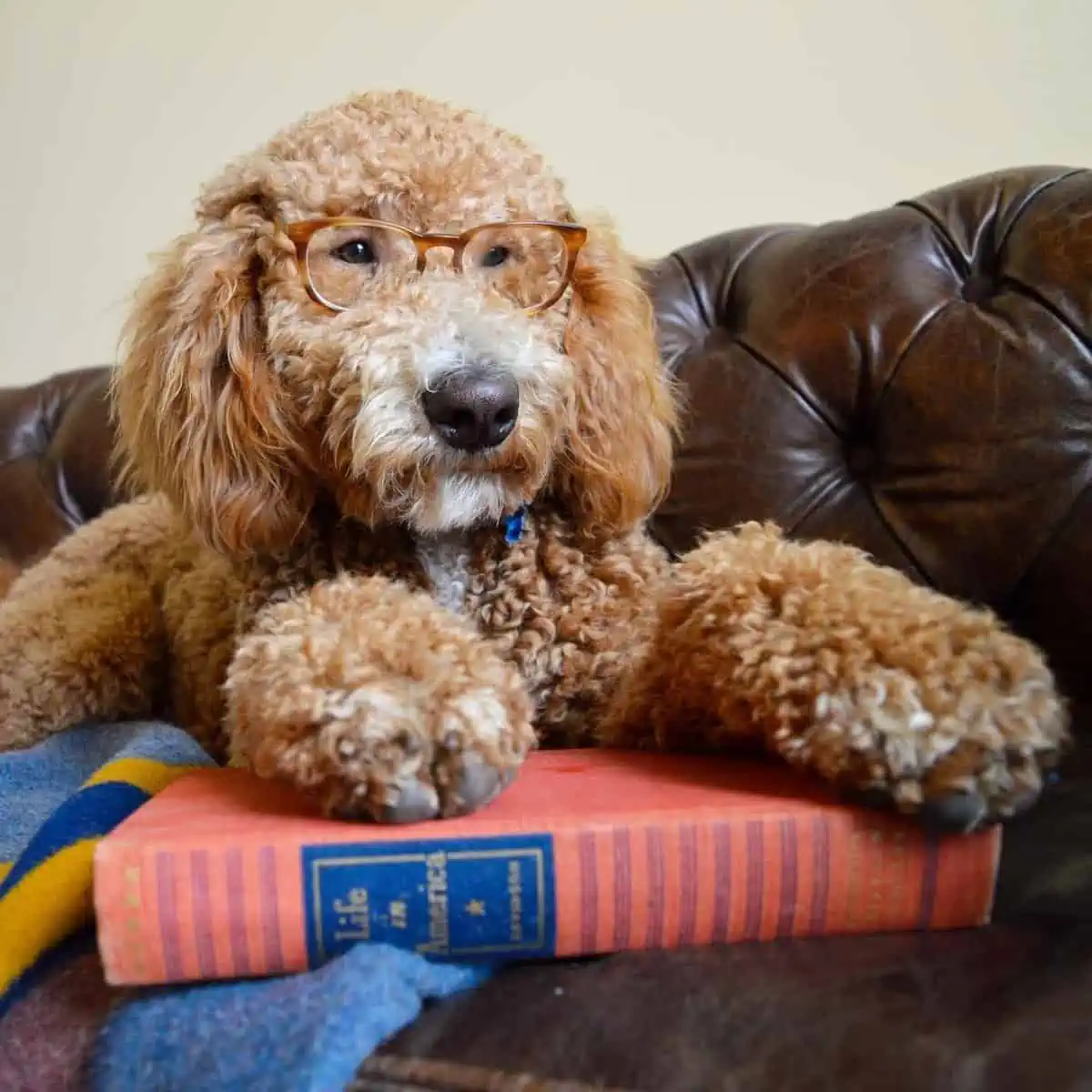 bookworm Goldendoodle with eye glass