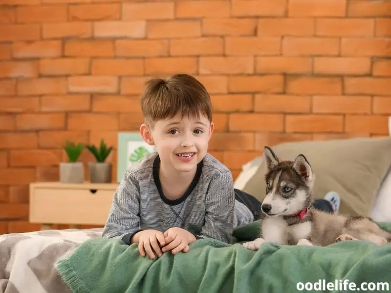 boy and Husky's bedroom