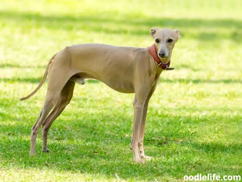 brown Italian Greyhound