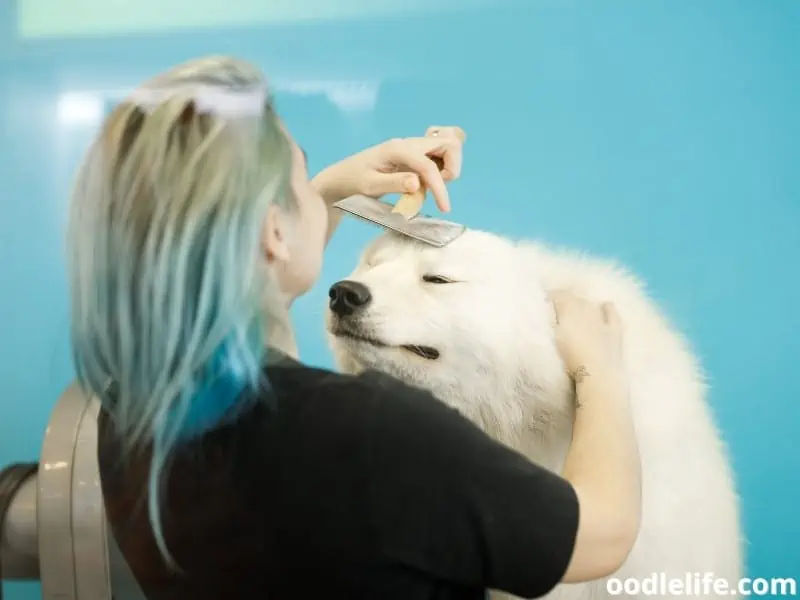 brushing a Samoyed dog