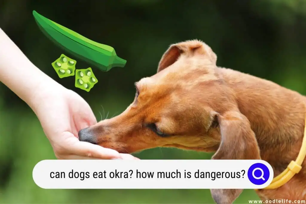 can dogs eat okra