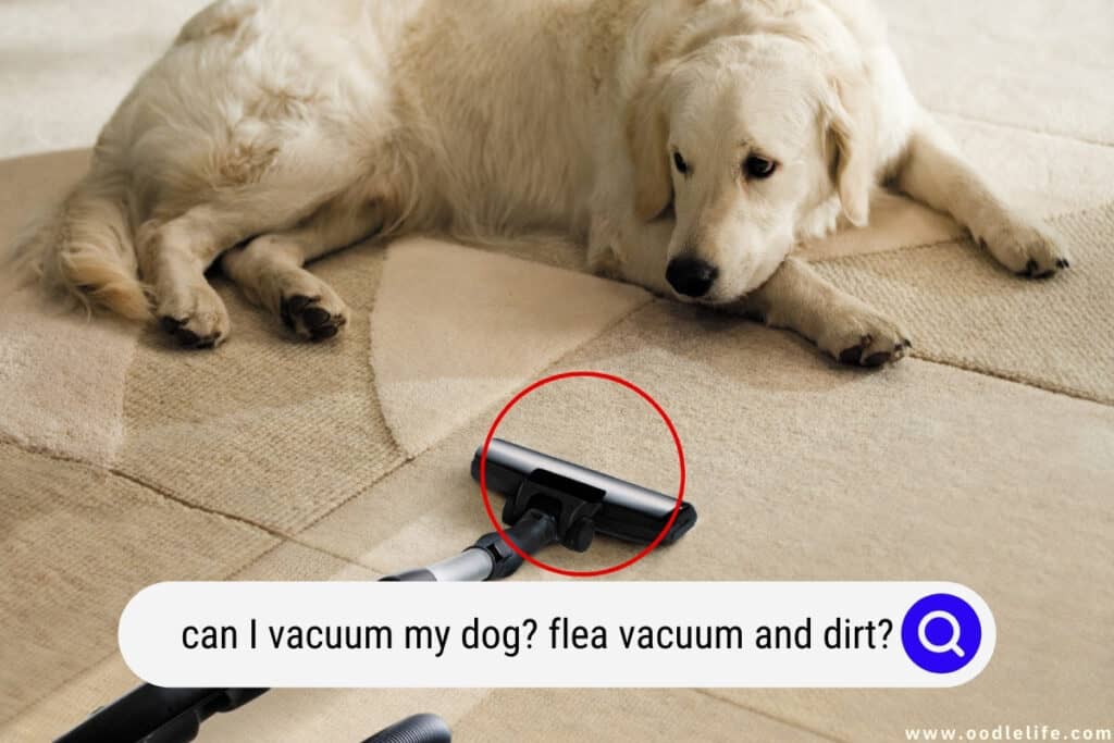 can I vacuum my dog