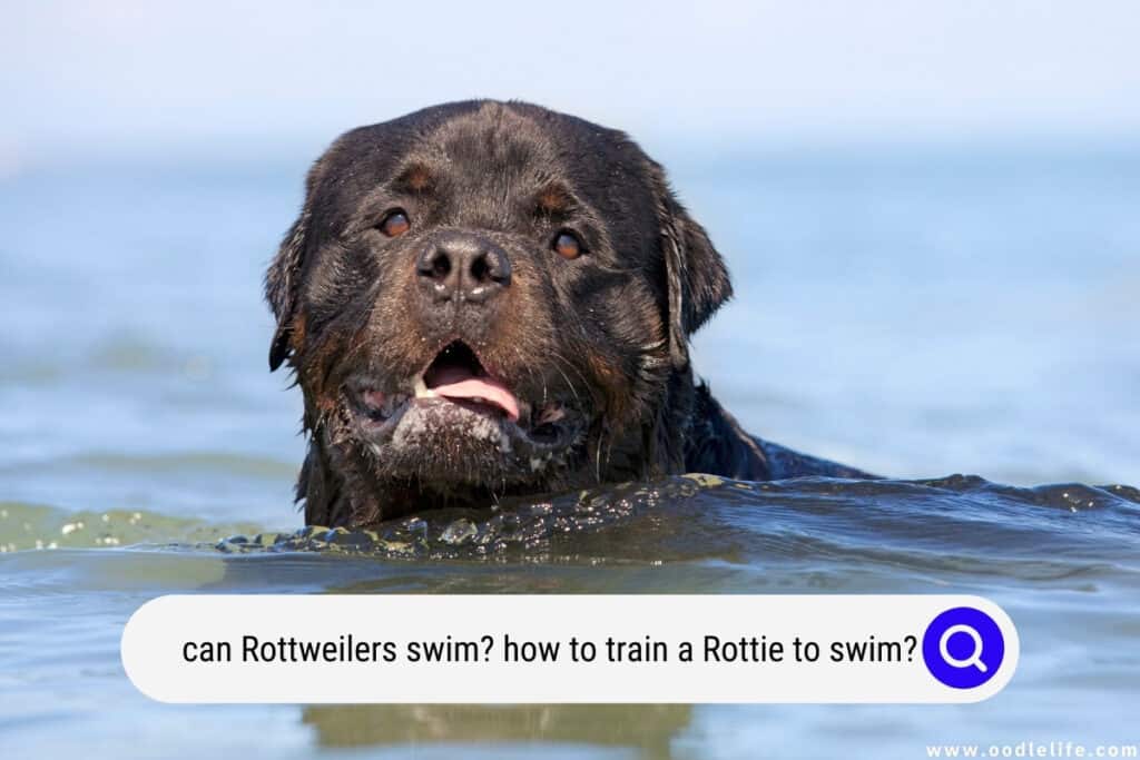 can Rottweilers swim