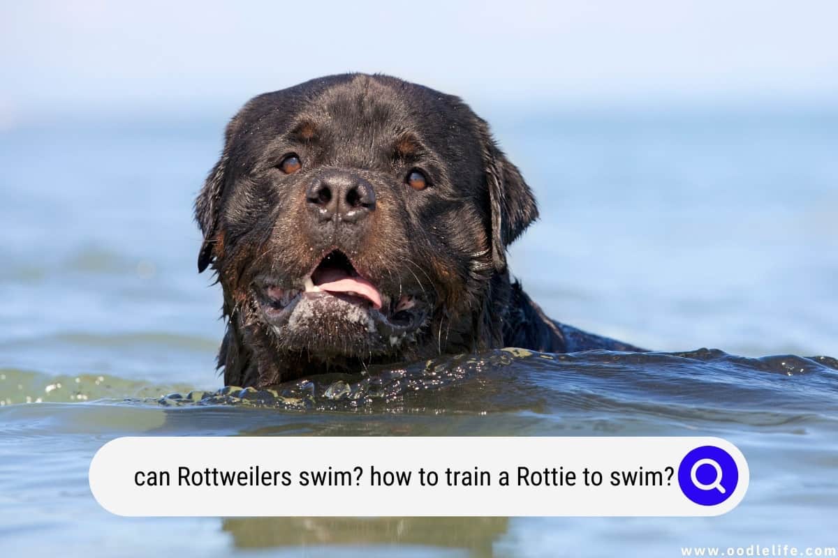 Rottweiler life jacket cheap