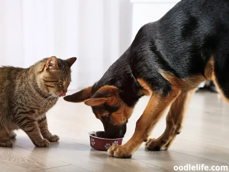 cat and German Shepherda