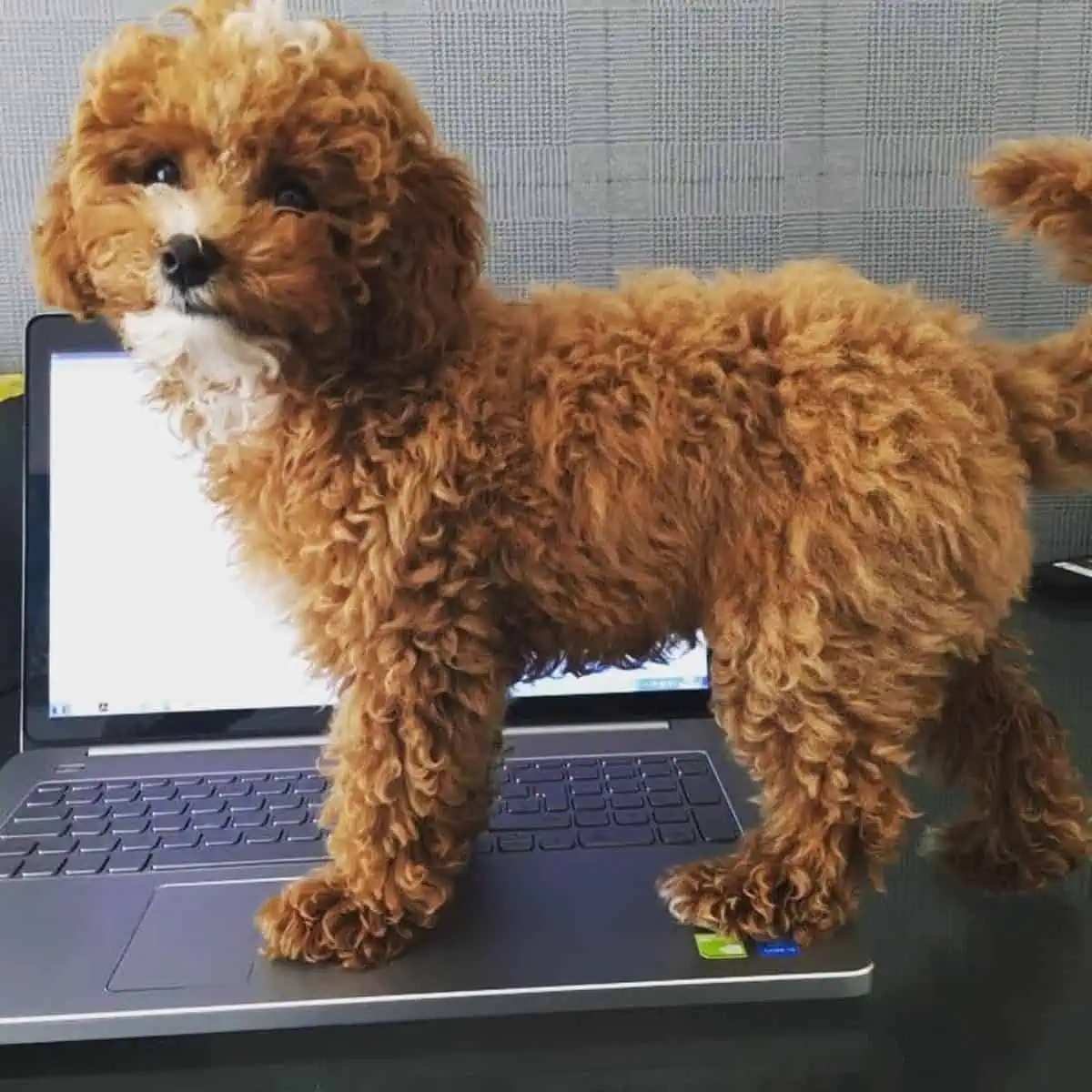 Cavapoo interrupted owner from working