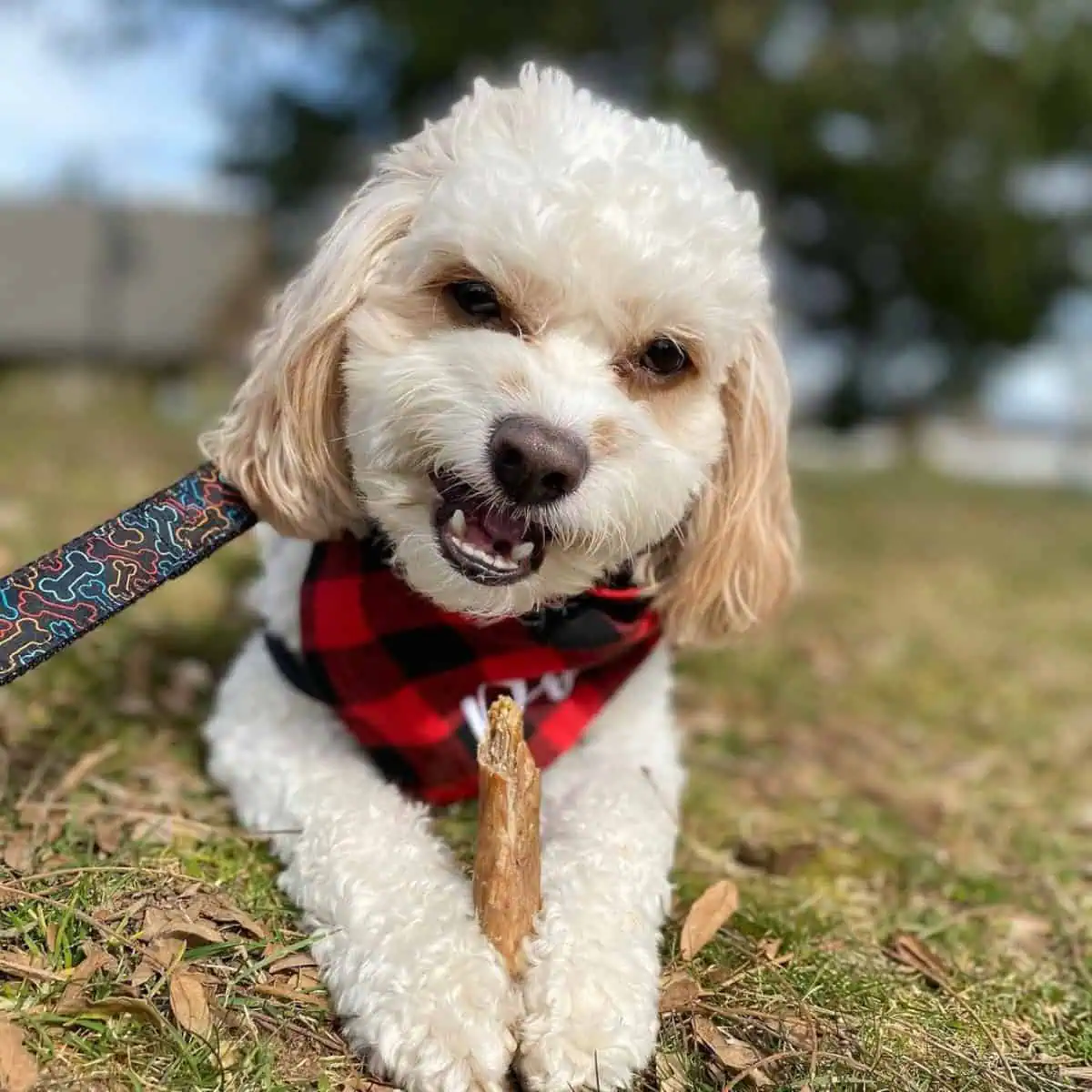 Cavapoo looks angry