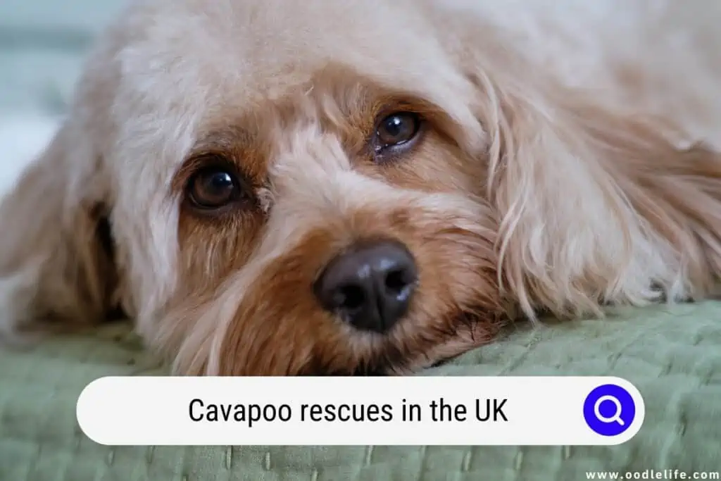 Cavapoo rescues in the UK