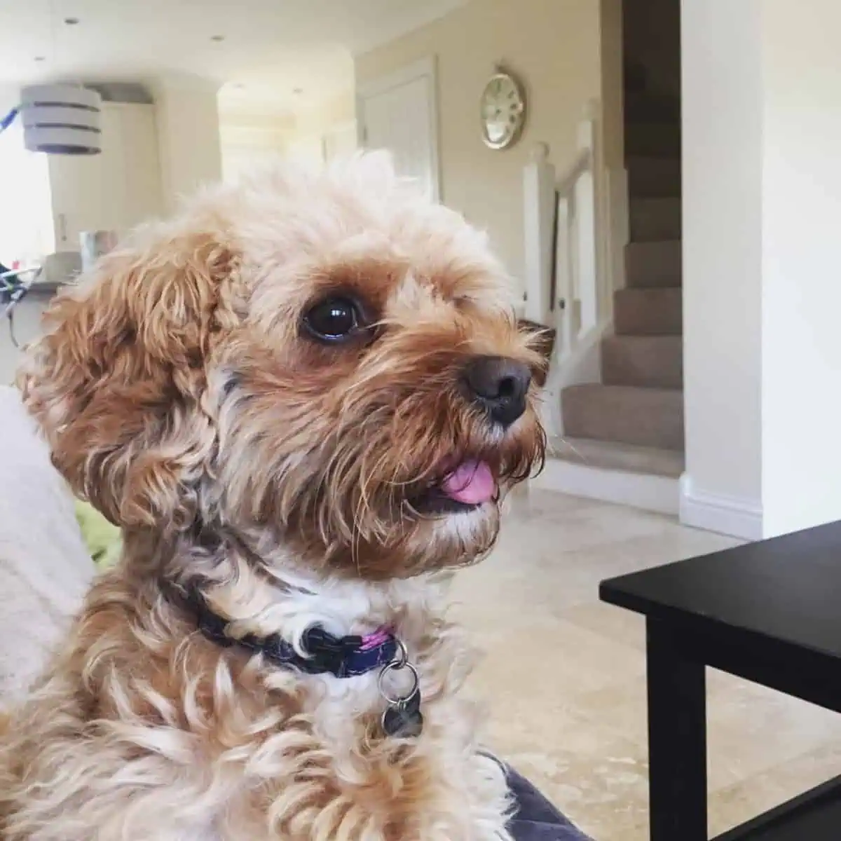 Cavapoo smells tasty food