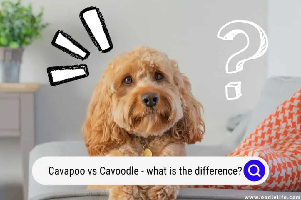Cavapoo vs Cavoodle
